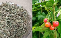 Cây Cà Gai Leo – Cà Dây Leo khô(túi 1kg)