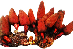 Nấm Ngọc Cẩu tươi