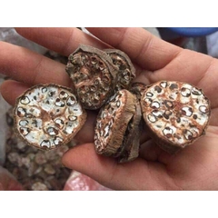 Chuối Hột Rừng(quả xanh cắt lát, quả chín – bóc vỏ sấy khô nguyên quả, bóc vỏ- ép thành miếng)