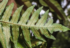 Cốt Toái Bổ (cây Tắc Kè Đá) khô