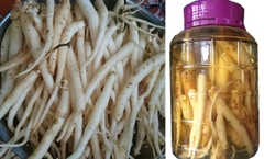 Đẳng Sâm tươi