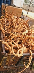Củ Đinh Lăng nếp lá nhỏ