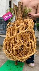 Củ Đinh Lăng nếp lá nhỏ