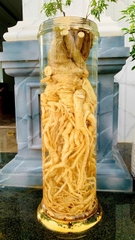 Củ Đinh Lăng nếp lá nhỏ