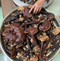 Nấm Lim Xanh rừng tự nhiên