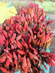 Nấm Ngọc Cẩu tươi