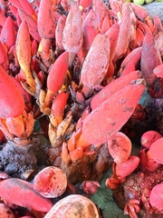 Nấm Ngọc Cẩu tươi