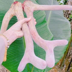 Nhung hươu Hương Sơn
