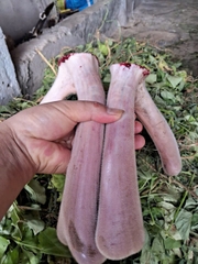 Nhung hươu Hương Sơn Hà Tĩnh