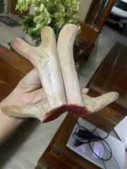 Nhung hươu Hương Sơn Hà Tĩnh
