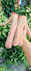 Nhung hươu Hương Sơn Hà Tĩnh