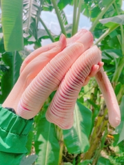 Nhung hươu Hương Sơn Hà Tĩnh