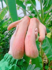 Nhung hươu Hương Sơn Hà Tĩnh