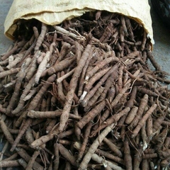 Sâm Cau Đen– Sâm Tiên Mao