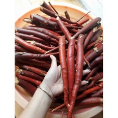 Sâm Cau Đỏ Tây Bắc