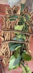 Sâm Xuyên Đá Hà Giang