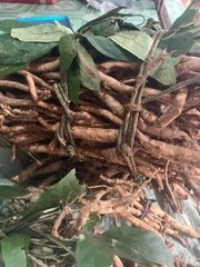 Sâm Xuyên Đá Hà Giang