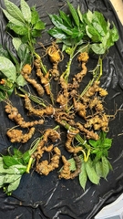 Sâm Ngọc Linh Lai Châu