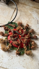 Sâm Ngọc Linh Lai Châu