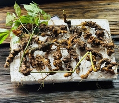 Sâm Ngọc Linh Lai Châu