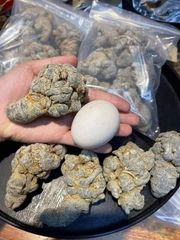 Tam Thất Bắc Khô Hà Giang