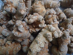 Tam Thất Bắc Khô Hà Giang