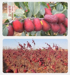 Táo đỏ Tân Cương