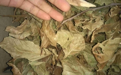 Cây Xạ Đen Hòa Bình khô(túi 1kg)