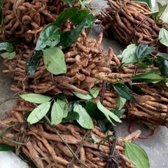 Sâm Xuyên Đá Hà Giang