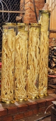 Củ Đinh Lăng nếp lá nhỏ