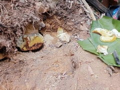 Mật Ong Rừng nguyên chất Tây Bắc(ong khoái,ong ruồi)