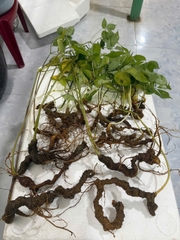 Sâm Ngọc Linh