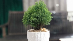 Sản phẩm là kho chứa ảnh từ web cũ KHÔNG ĐƯỢC XÓA 3