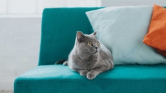 Sản phẩm là kho chứa ảnh từ web cũ KHÔNG ĐƯỢC XÓA 4