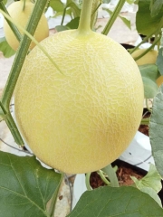 Dưa vàng