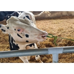 Vòng xỏ mũi bò bằng nhựa Pakistan ( Có Chốt ) DN57