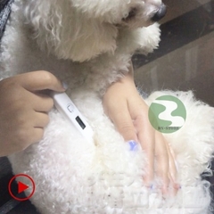 Nhiệt kế thú y điện tử cho gia xúc Pet DN20