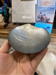 Đĩa vỏ trai