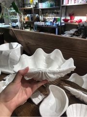 Sò tai tượng 21 cm Tuyết trắng