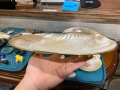 Đĩa vỏ trai
