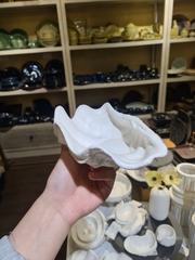 Sò tai tượng 18 cm Tuyết trắng
