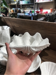 Sò tai tượng 18 cm Tuyết trắng