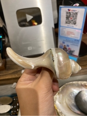 Gác đũa ốc biển
