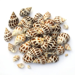 Ốc hương 2kg