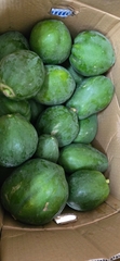 Đu đủ xanh (kg) パパや