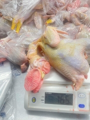 Gà trống tơ