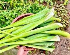 dọc mùng tươi  / kg