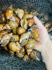 Ốc hương 2kg