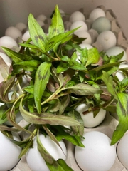 Trứng Vịt lộn
