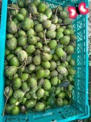 Cóc bao tử